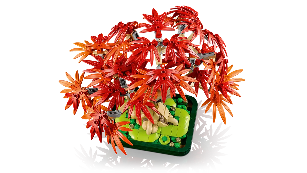 Japanese Red Maple Bonsai Tree