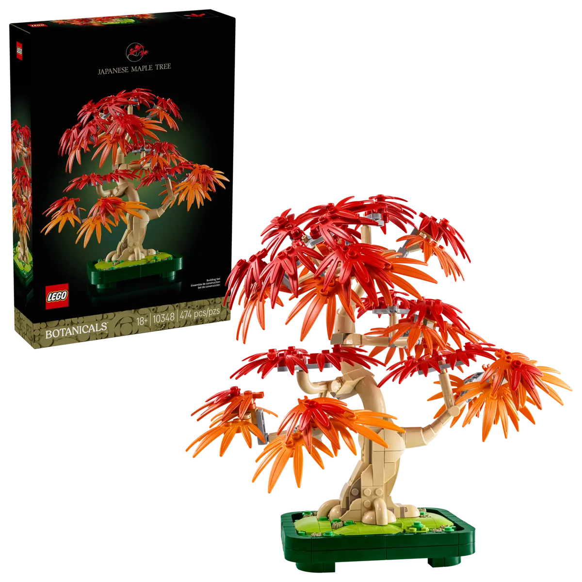 Japanese Red Maple Bonsai Tree