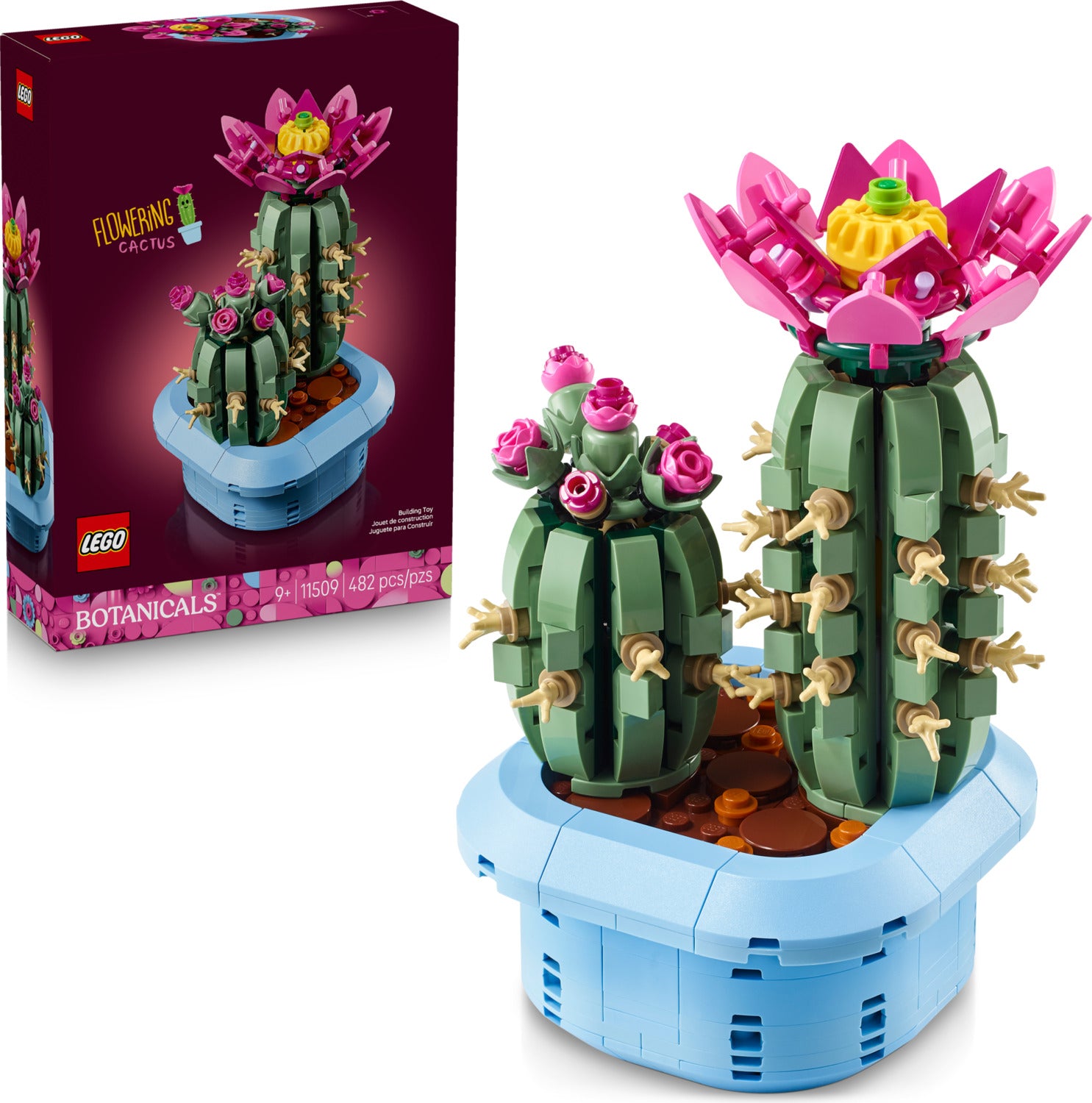 Flowering Cactus