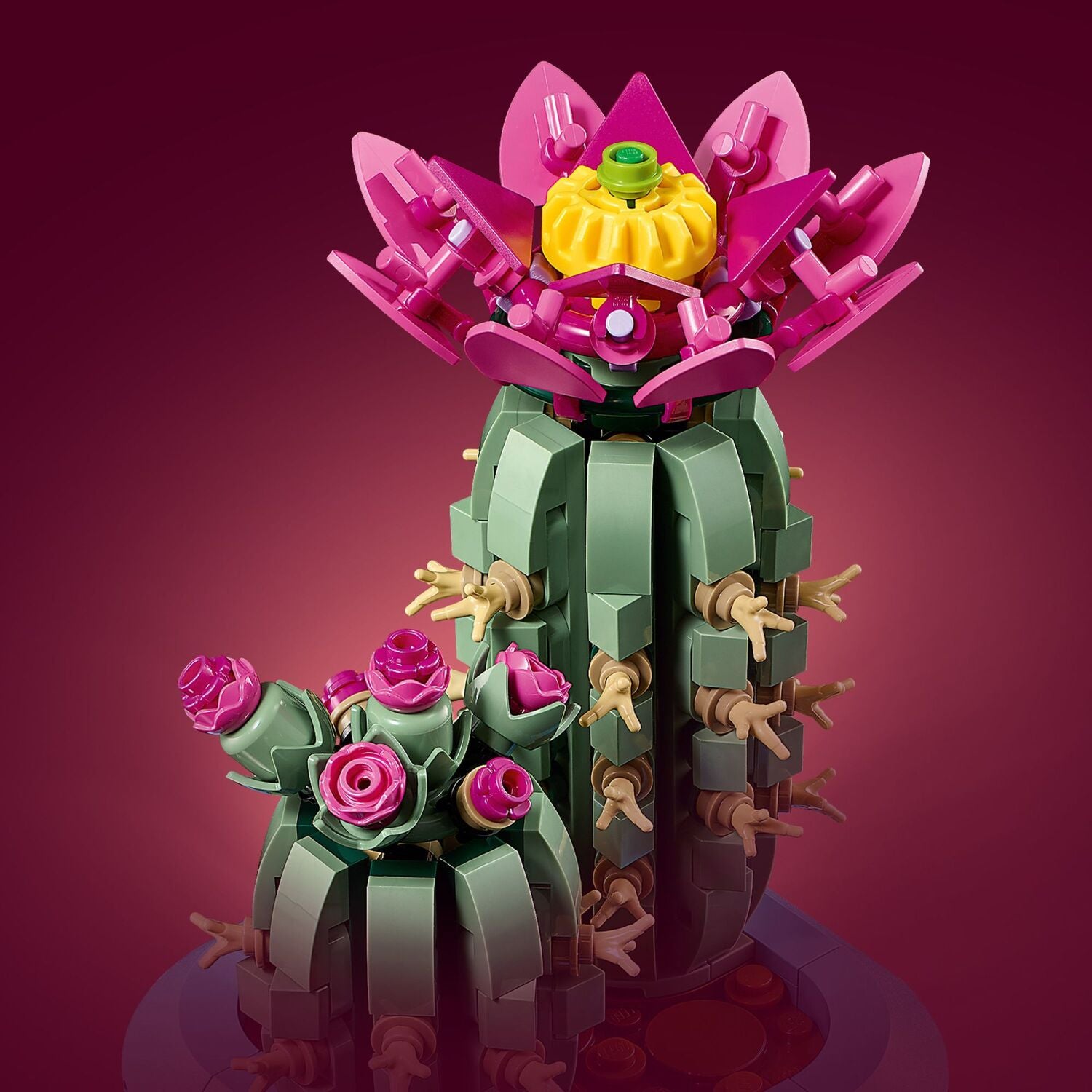 Flowering Cactus