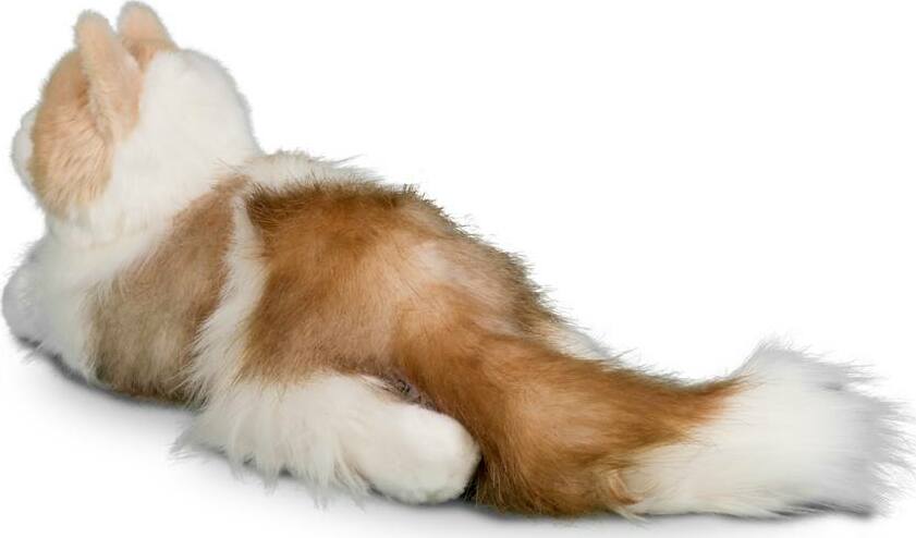 Kiki Ragdoll Cat