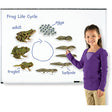 Giant Magnetic Frog Life Cycle