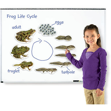 Giant Magnetic Frog Life Cycle