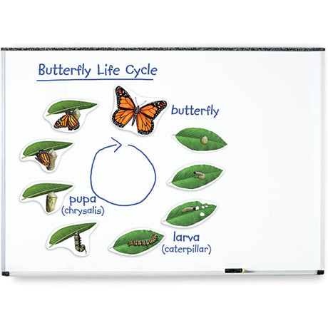 Giant Magnetic Butterfly Life Cycle