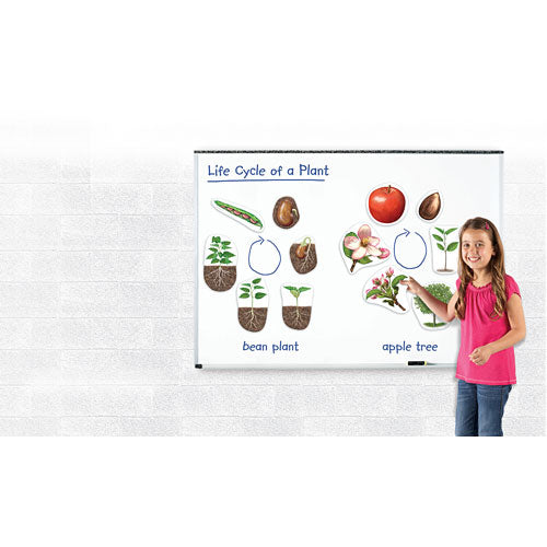 Giant Magnetic Plant Life Cycle