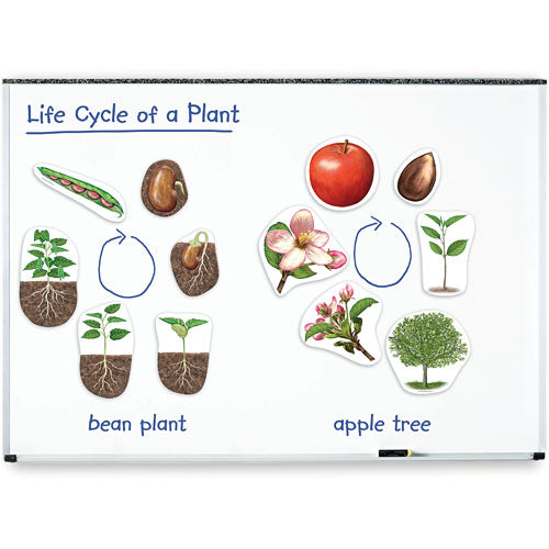 Giant Magnetic Plant Life Cycle