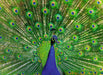 Peacock Puzzle (500 pc)