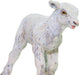 Lamb Toy