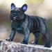 French Bulldog Toy