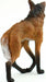 Maned Wolf