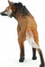 Maned Wolf