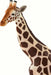 Giraffe Toy