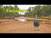 Cassowary Toy