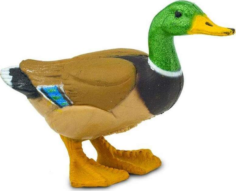 Duck