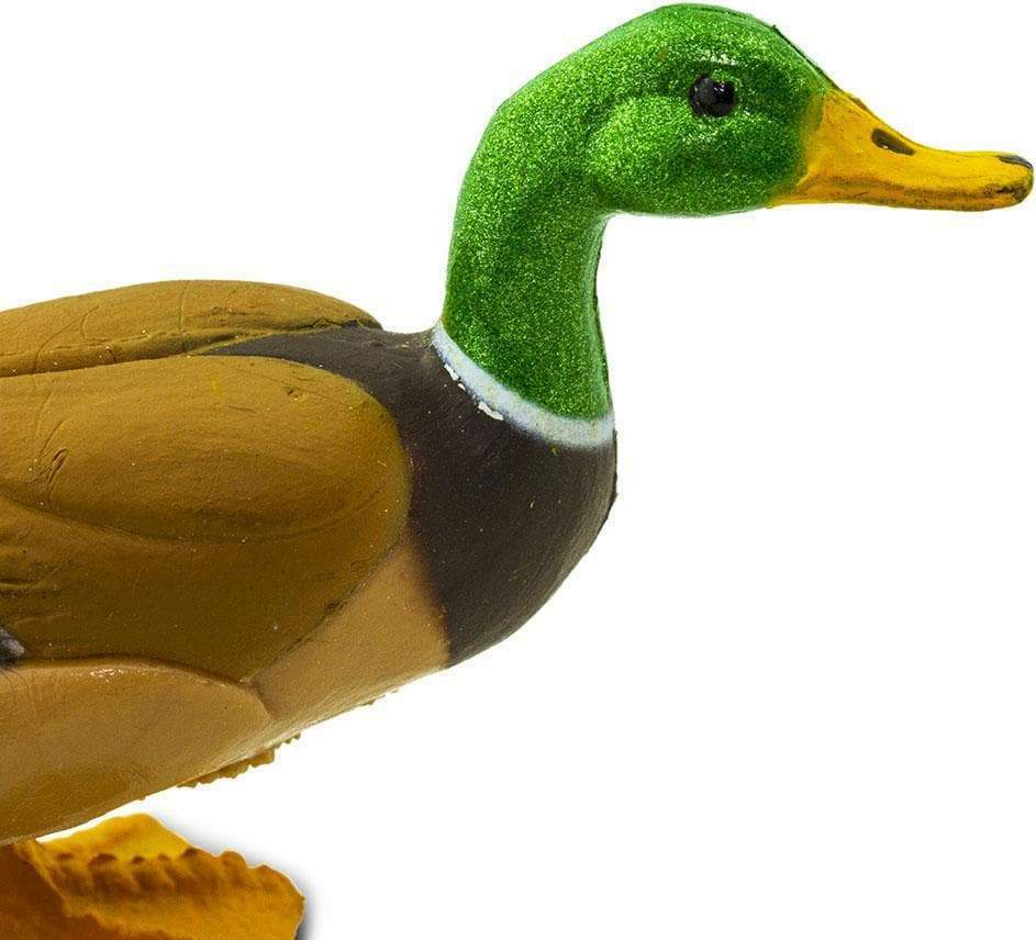 Duck