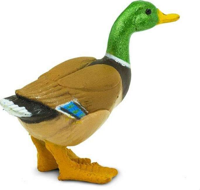 Duck