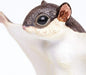 Flying Squirrel Toy