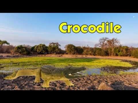 Crocodile Toy