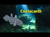 Coelacanth