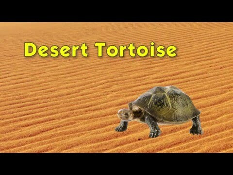 Desert Tortoise Toy