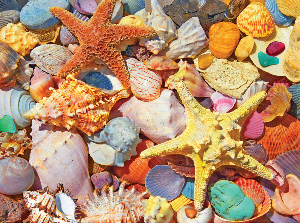 Beach Shells - 500 Piece - White Mountain Puzzles