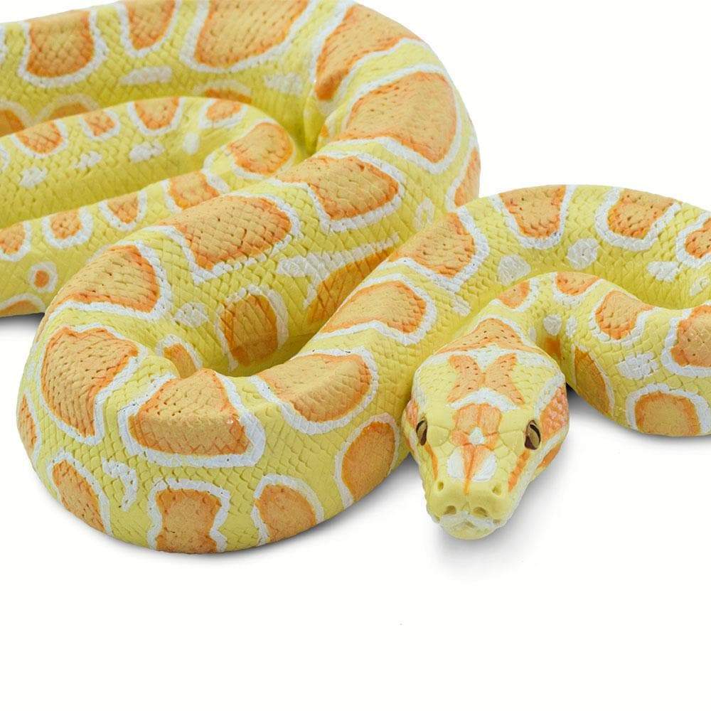 Albino Burmese Python Full Grown