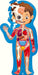 Human Body Puzzle