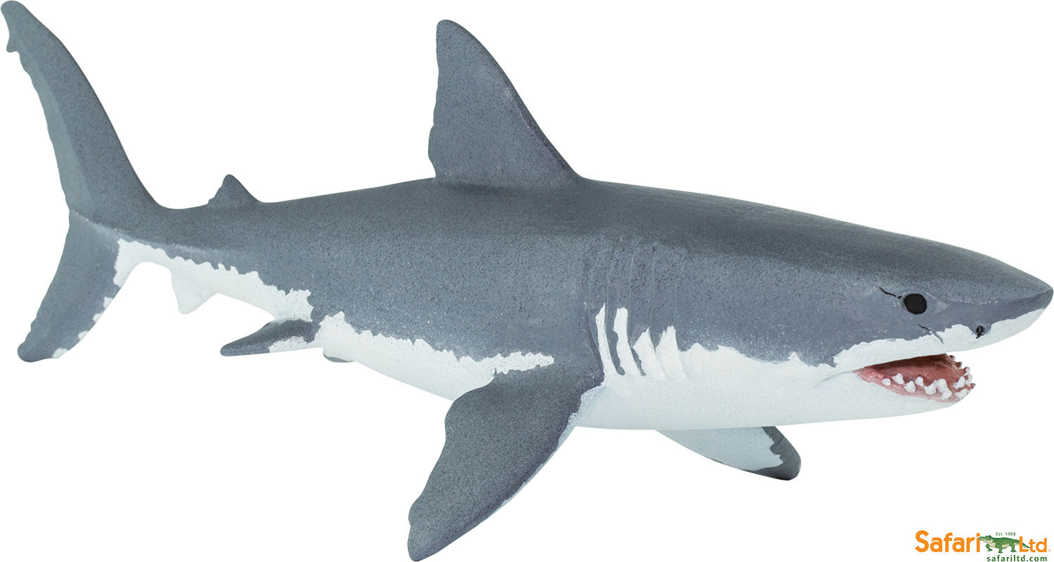 Great White Shark
