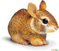 Eastern Cottontail Rabbit Baby