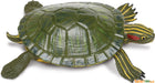 Red-Eared Slider Turtle