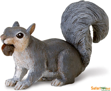 Gray Squirrel